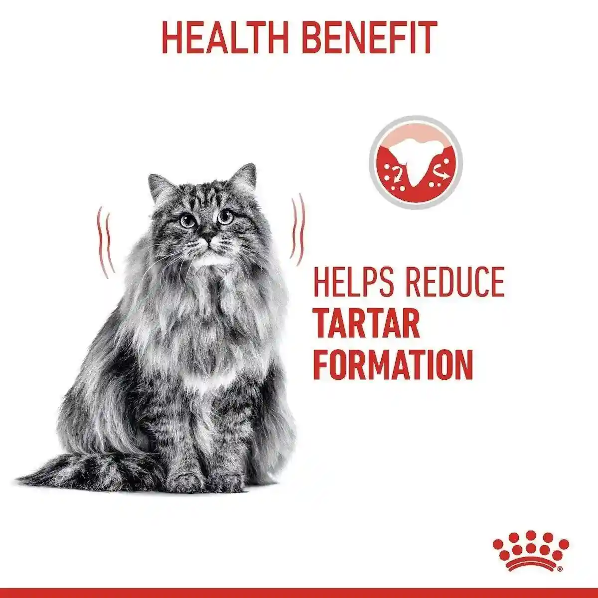Royal Canin Dental Care Adult Dry Cat Food 400g - Image 5
