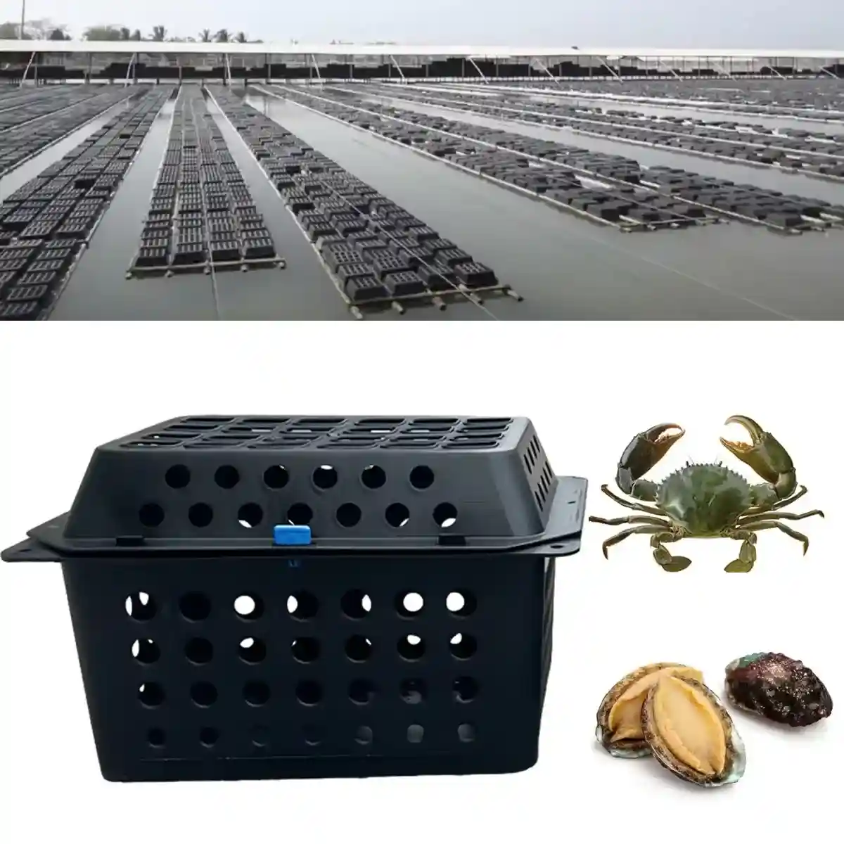 Aquaculture Seafood Breeding Cage for Crabs & Shellfish - Image 7