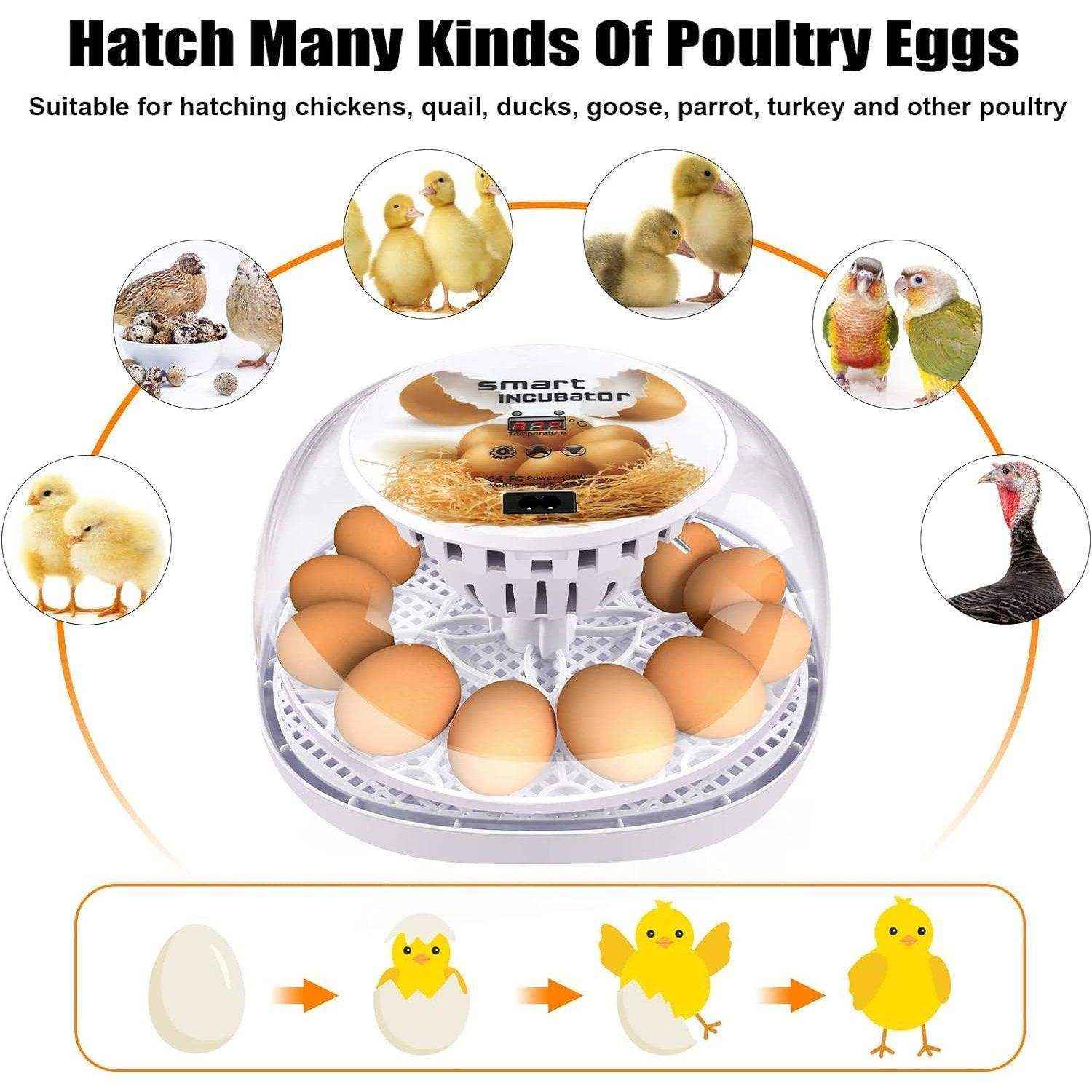 Automatic Small Egg Incubator for Chicken Pigeon - Image 9