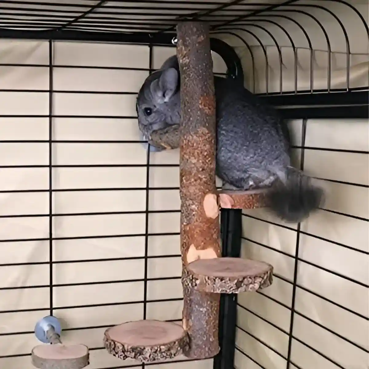 Bird Wooden Stand Climbing Platform for Birds Chinchillas & Rodents - Image 11