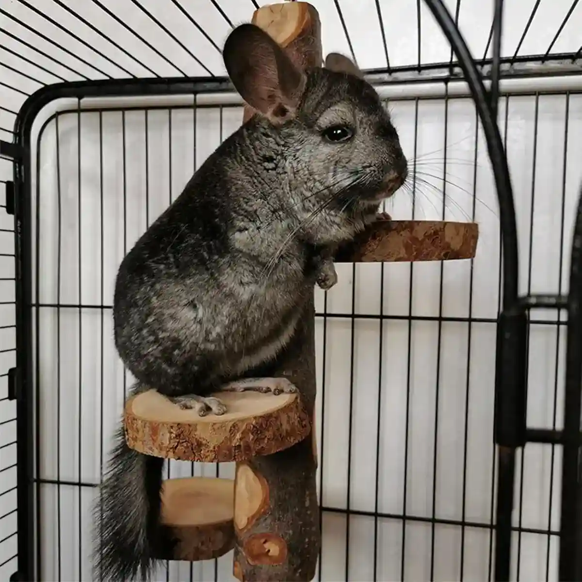 Bird Wooden Stand Climbing Platform for Birds Chinchillas & Rodents - Image 12