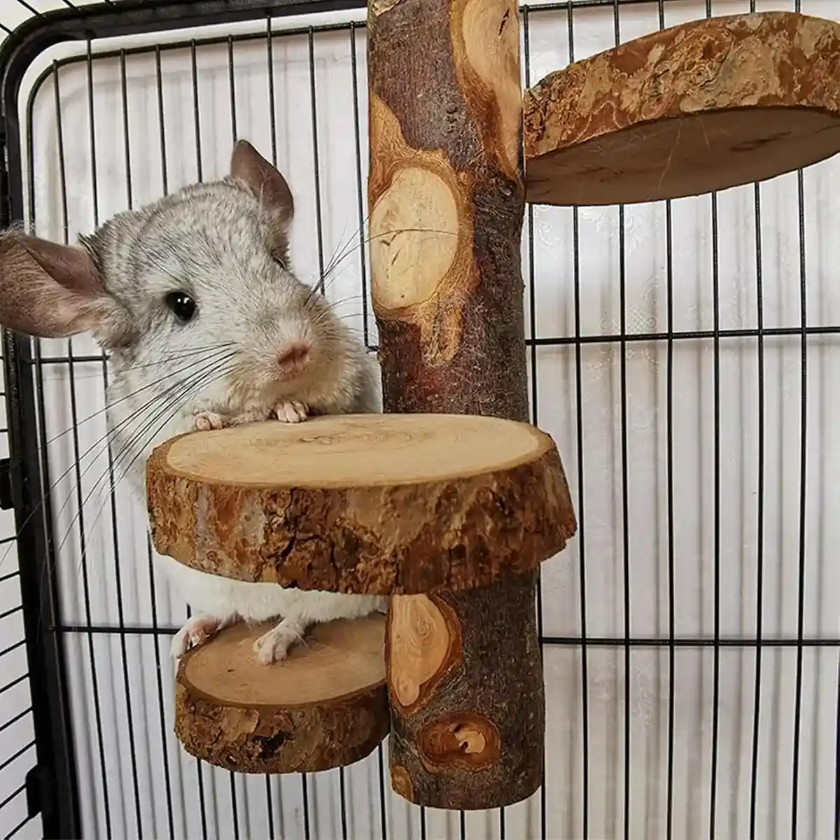 Bird Wooden Stand Climbing Platform for Birds Chinchillas & Rodents - Image 9