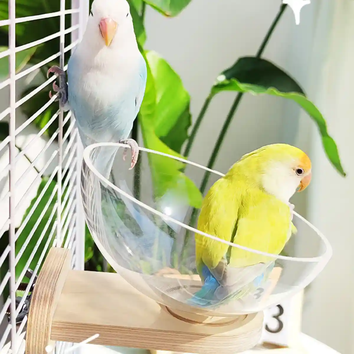 Transparent Bird Nest Capsule Wooden Wall-Mount Design Hummingbird House - Image 9