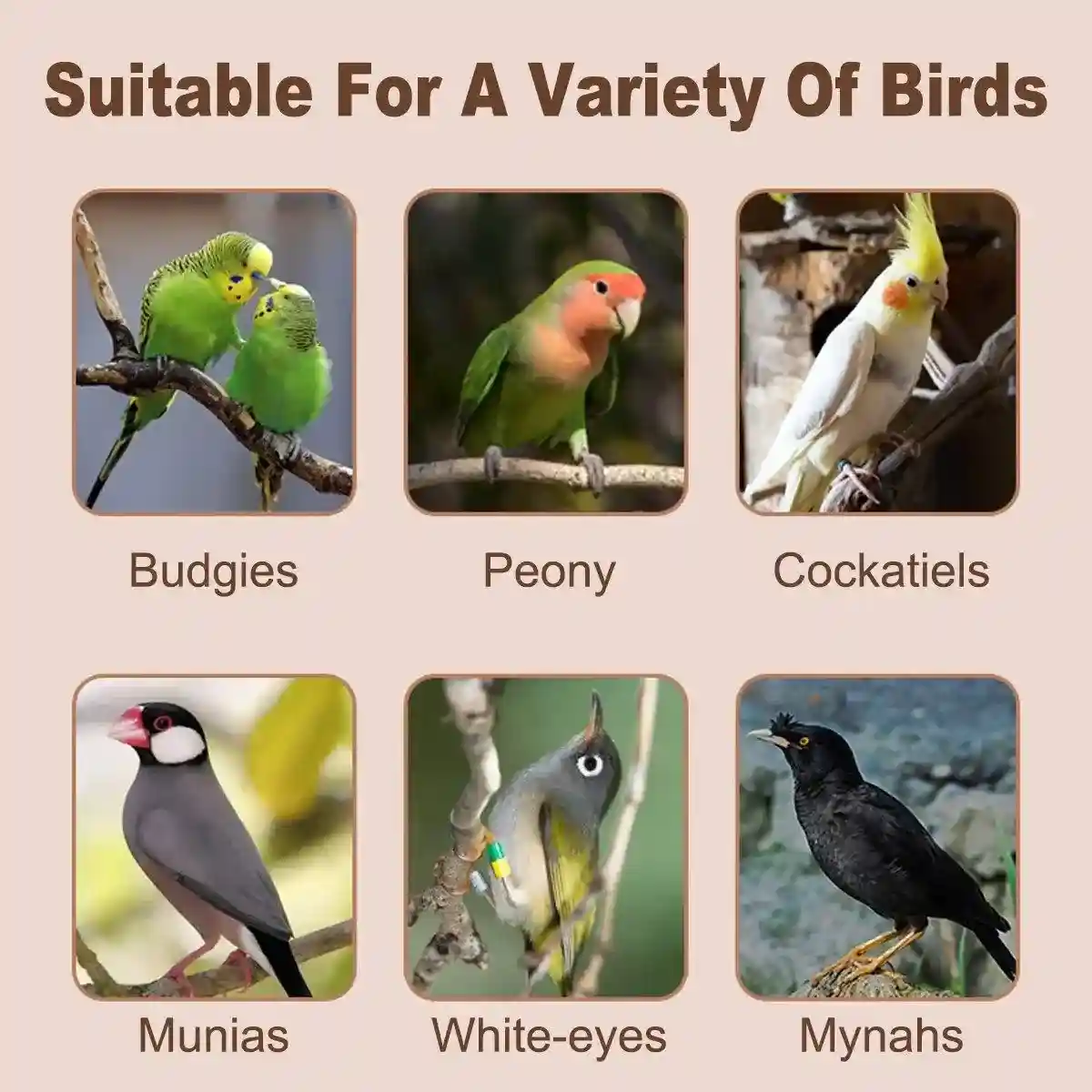 Spacious Metal Bird Cage for Parakeets & Finches Easy to Clean Design - Image 10