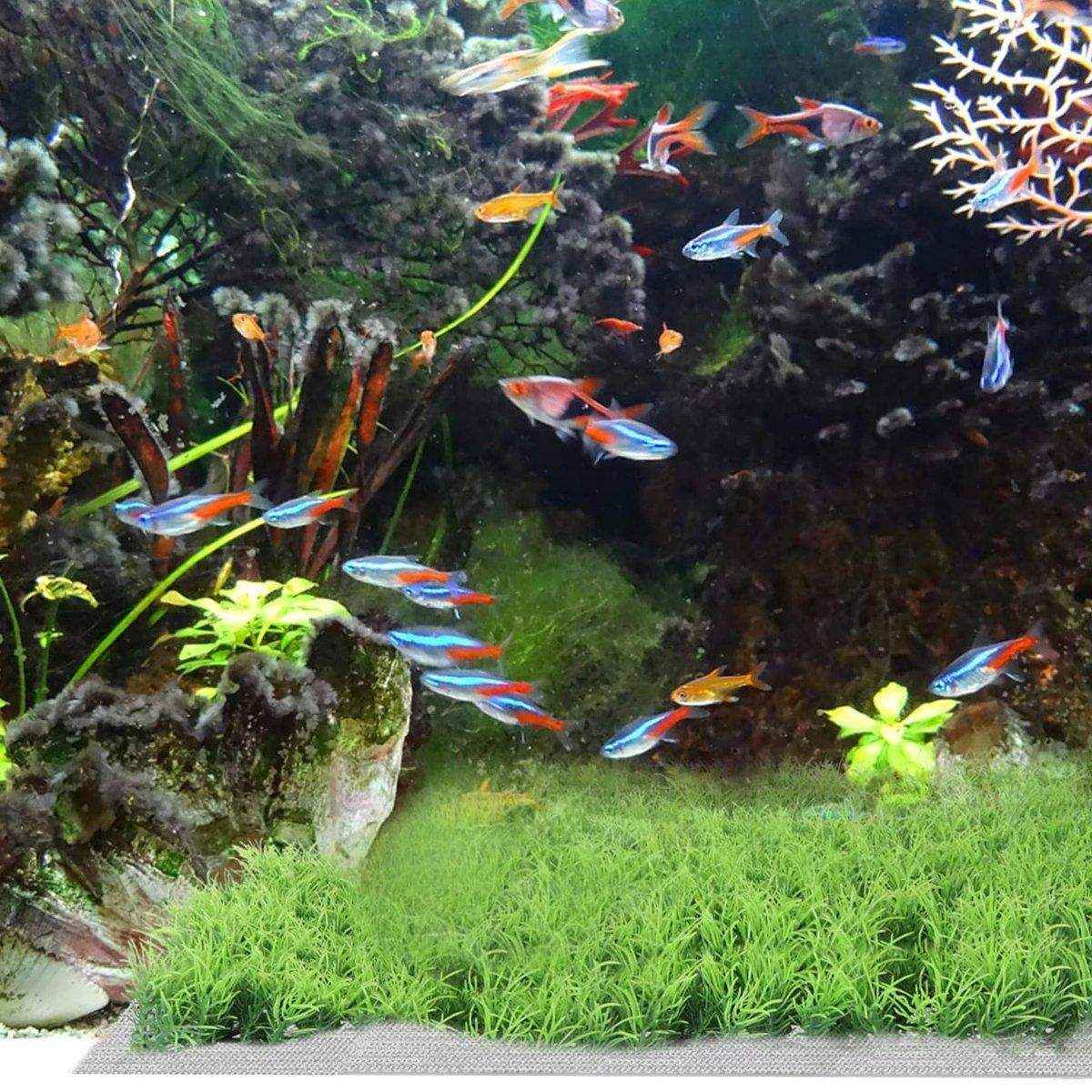 10pcs Stainless Steel Wire Mesh for Water Plants Fish Tank Aquarium Decoration - Image 14
