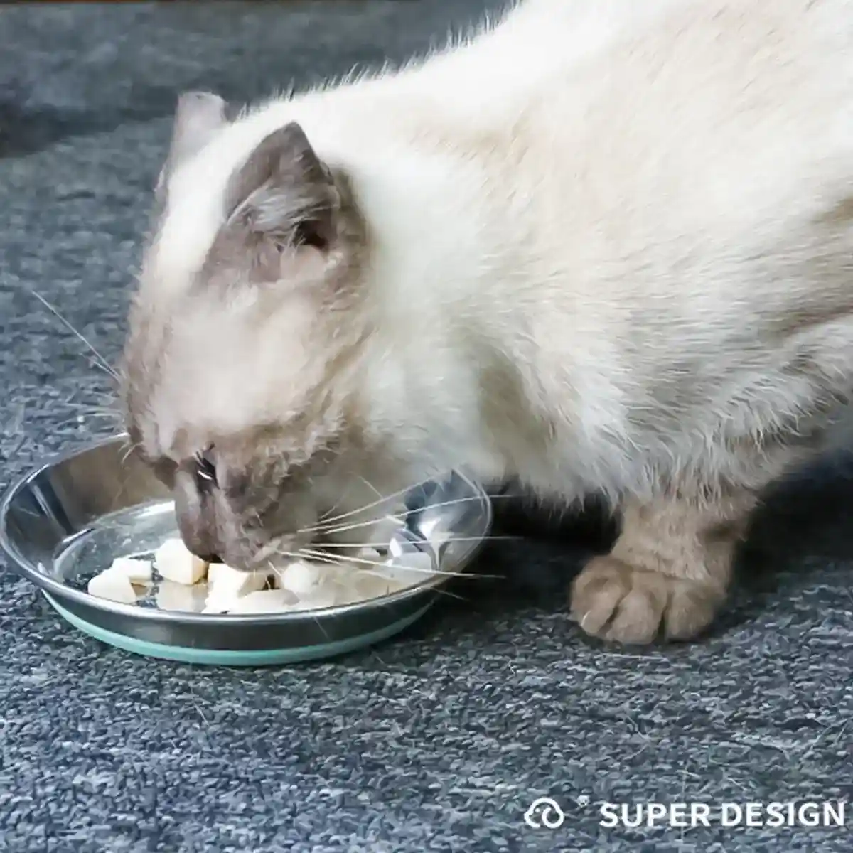 Anti-Slip Pet Dish with Stainless Steel Cat Bowl Design for Clean Feeding - Image 4