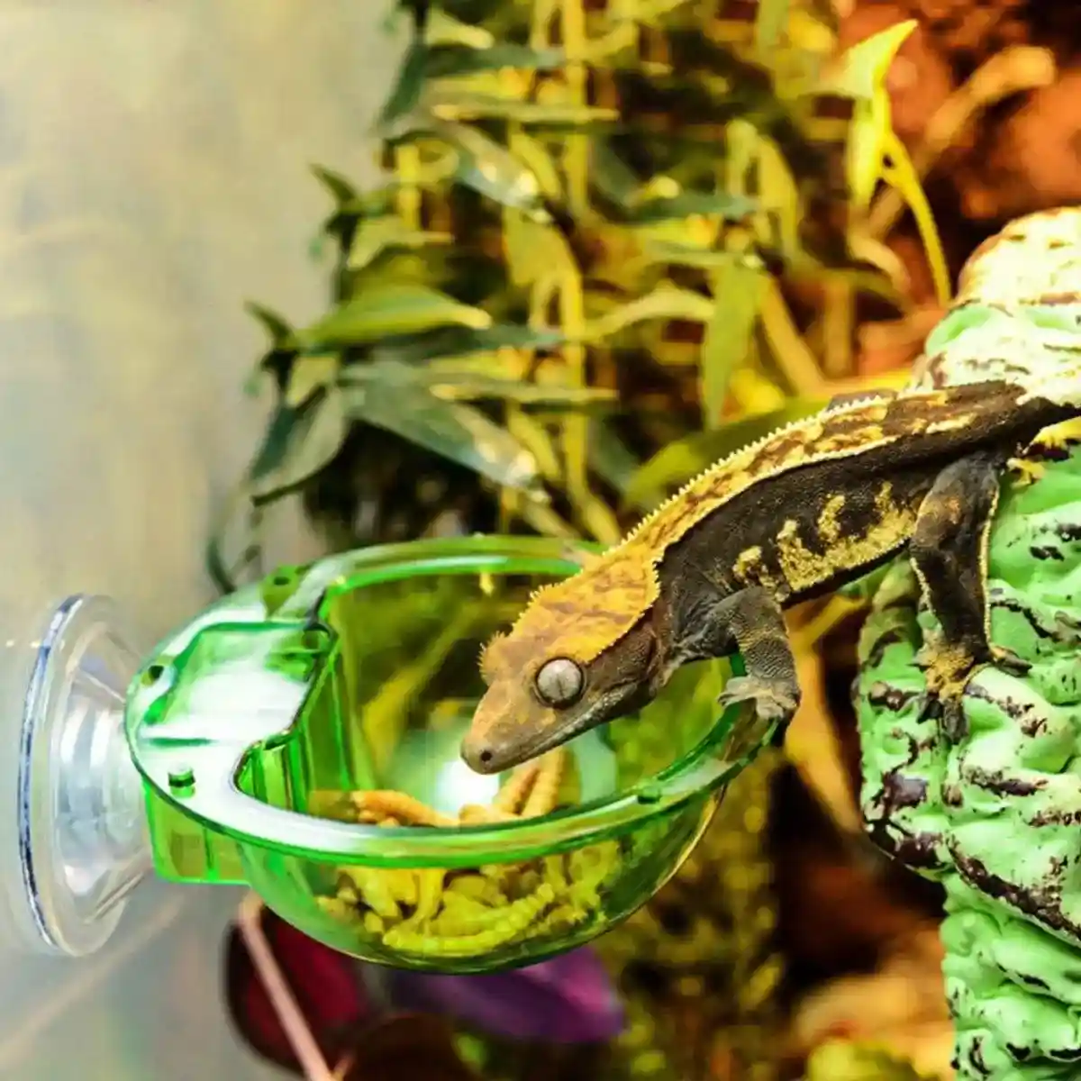 Suction Cup Reptile Feeder Bowl Anti-Escape Feeding Dish for Small Reptiles - Image 12