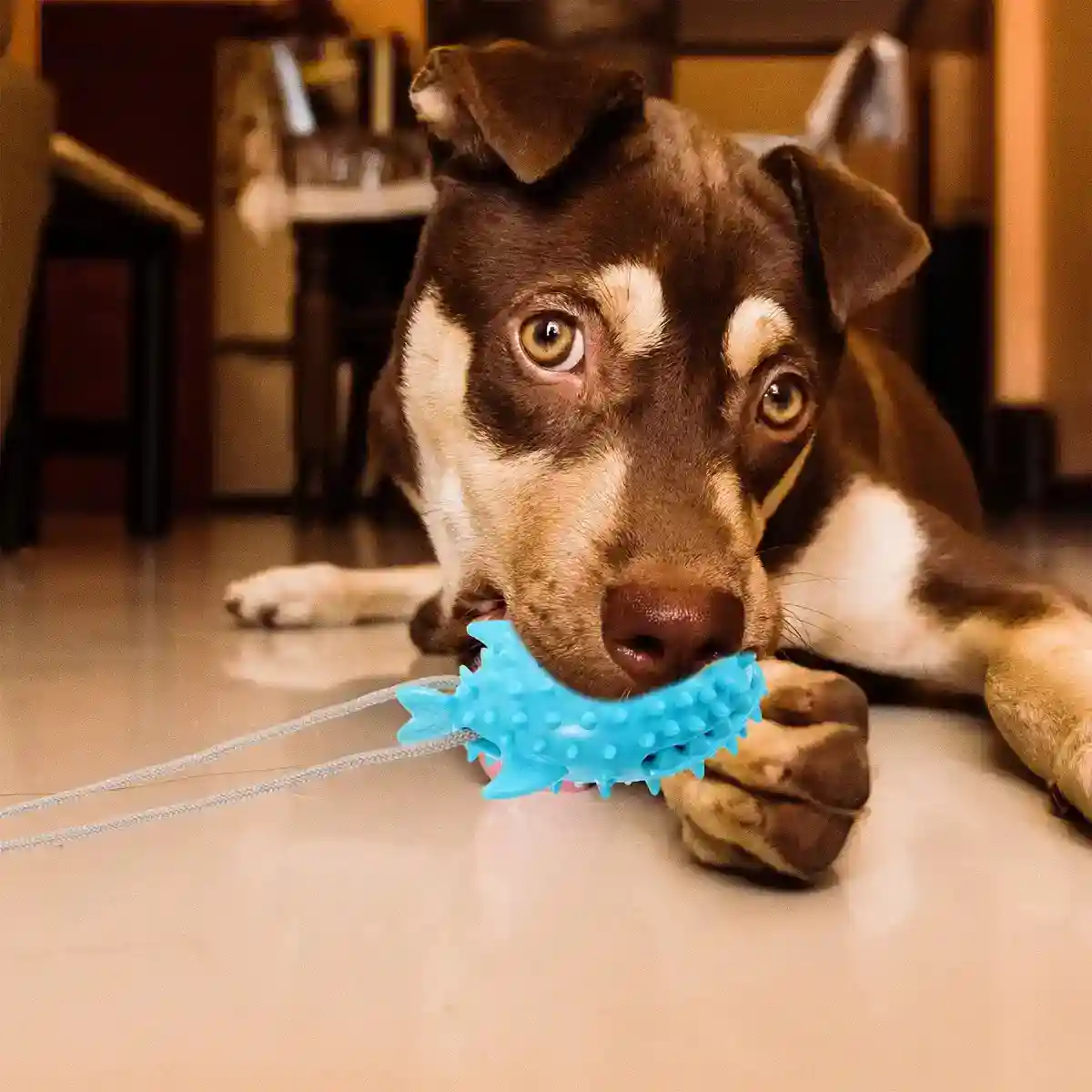 Suction Cup Tug Toy for Dogs - Image 9