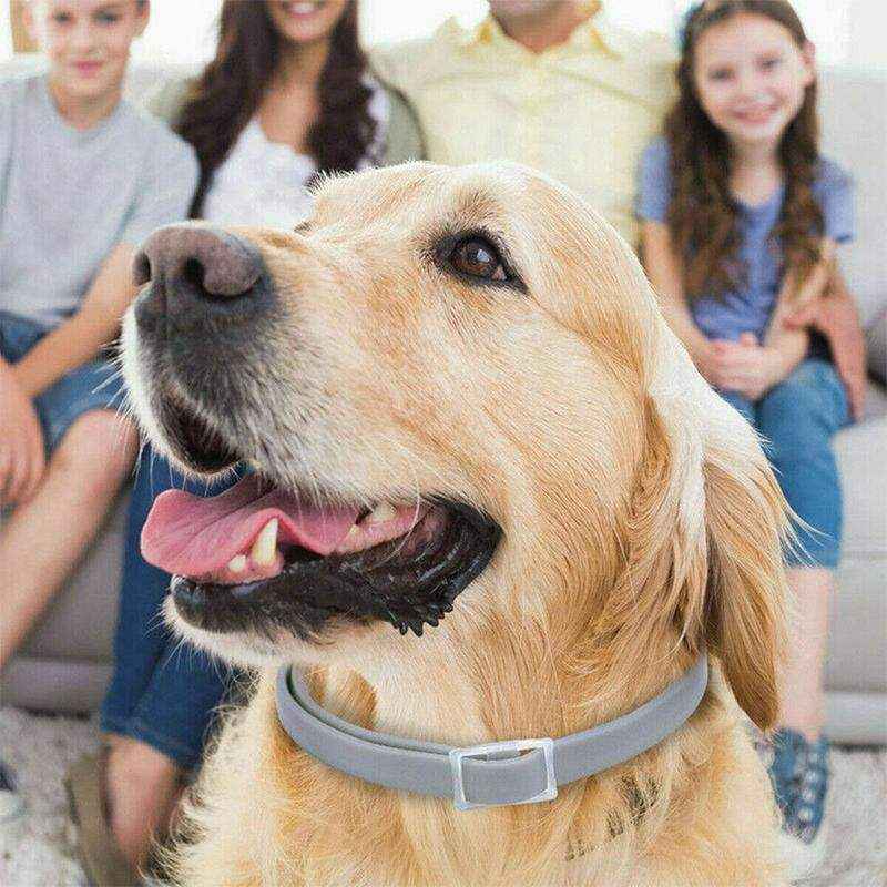 Durable Flea and Tick Collar for Cats & Dogs - Image 10