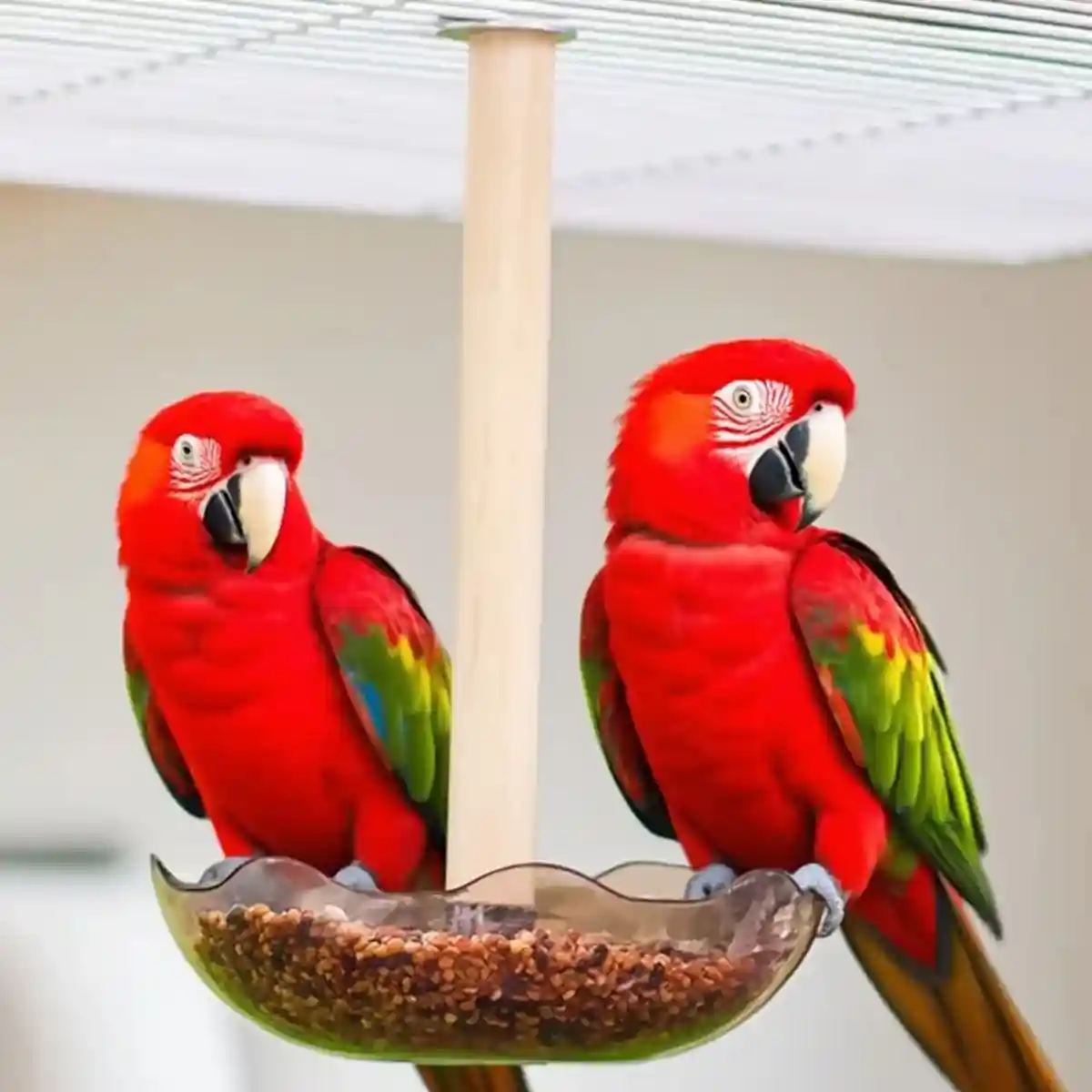 Transparent Bird Feeding Bowl with Perch for Parrots and Lovebirds - Image 11