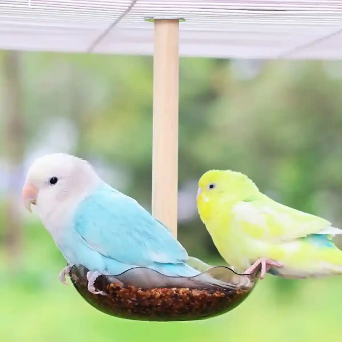 Transparent Bird Feeding Bowl with Perch for Parrots and Lovebirds - Image 9