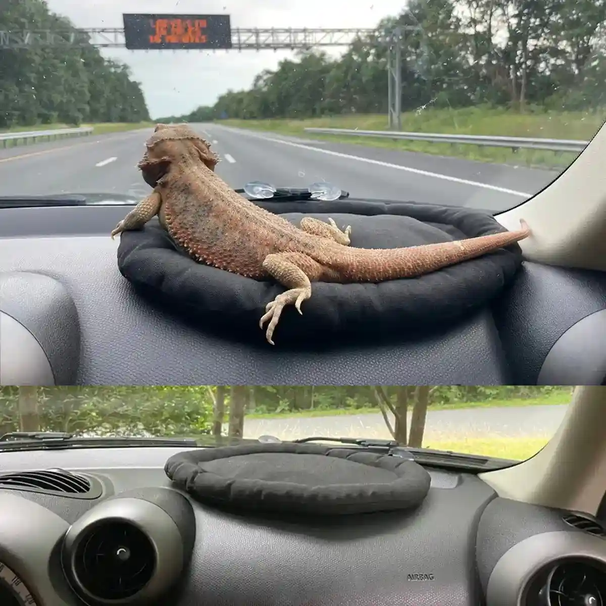 Comfortable Travel Reptile Mat for Car Windows Secure & Soft Design - Image 11