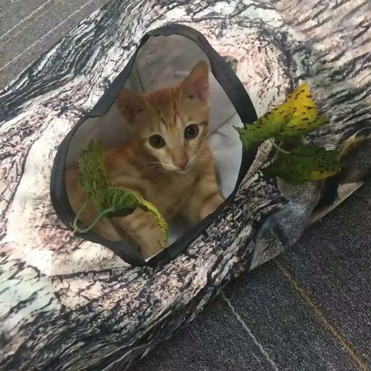 Y-Shaped Tree Trunk Cat Tunnel for Indoor & Outdoor Pet Play - Image 9