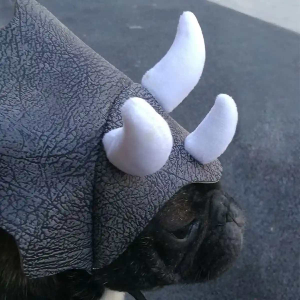 Triceratops Dog Costume Hat - Image 4