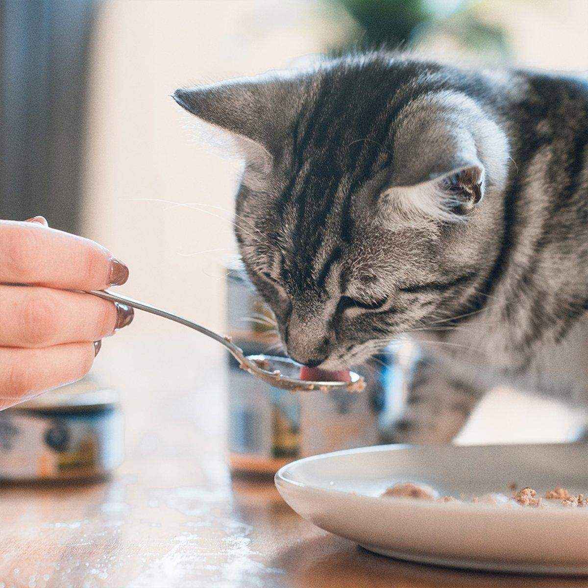 ZIWI Peak Cat Can Chicken | Best Wet Cat Food Australia | 85g - Image 11