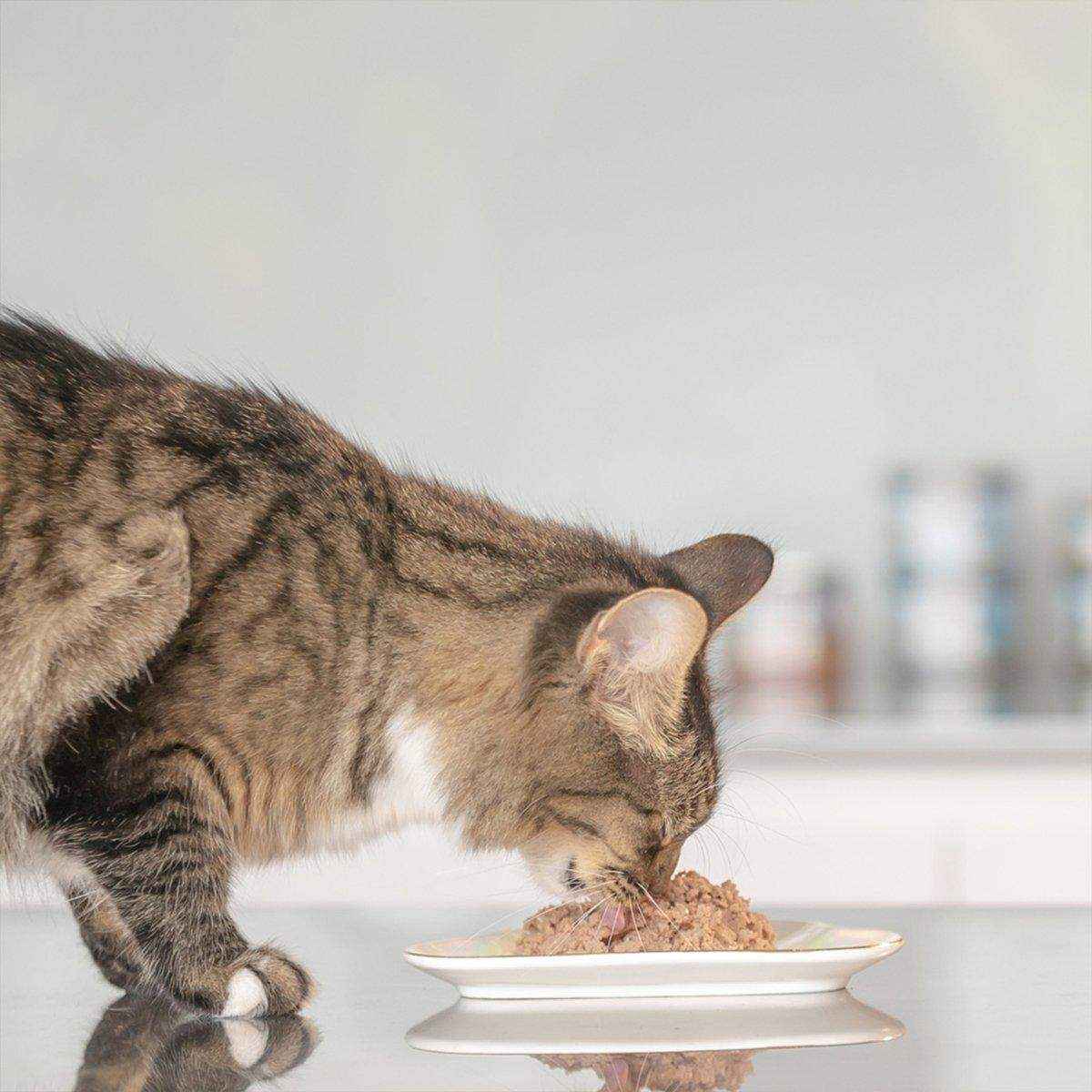 ZIWI Peak Cat Can Chicken | Best Wet Cat Food Australia | 85g - Image 12